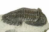 Detailed Hollardops Trilobite - Ofaten, Morocco #272459-1